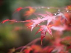 雨に濡れ