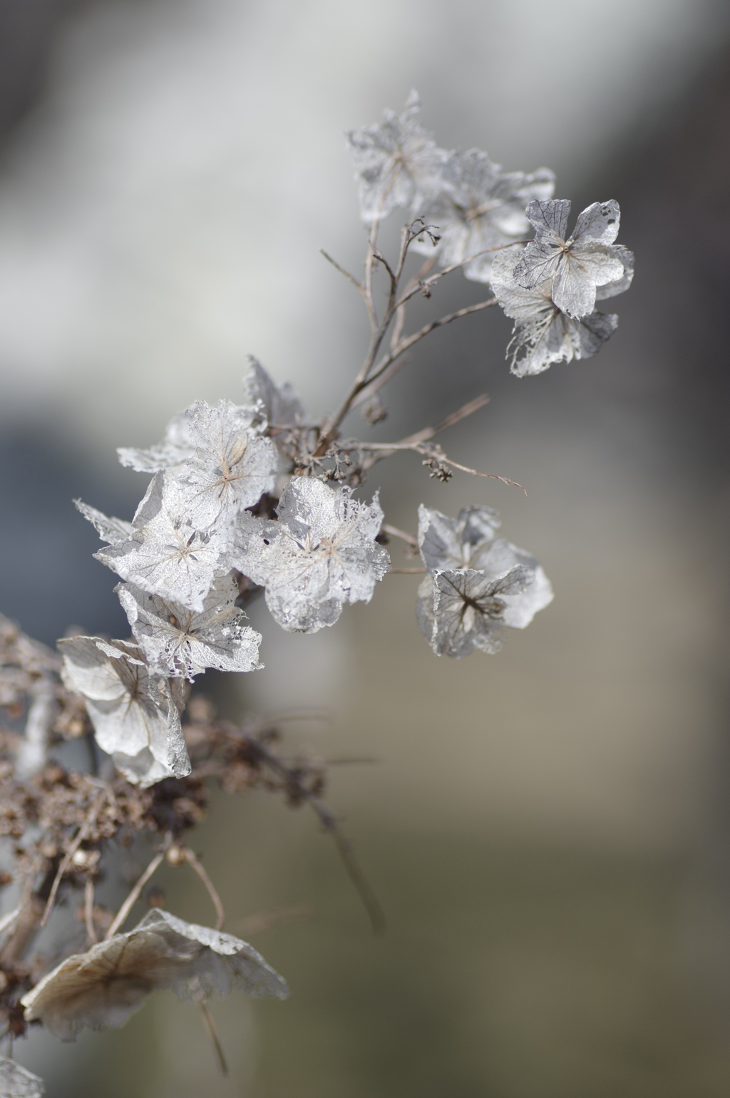 枯美花