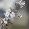 枯美花