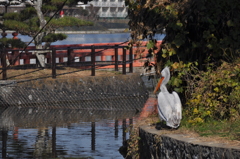 孤独なペリカン