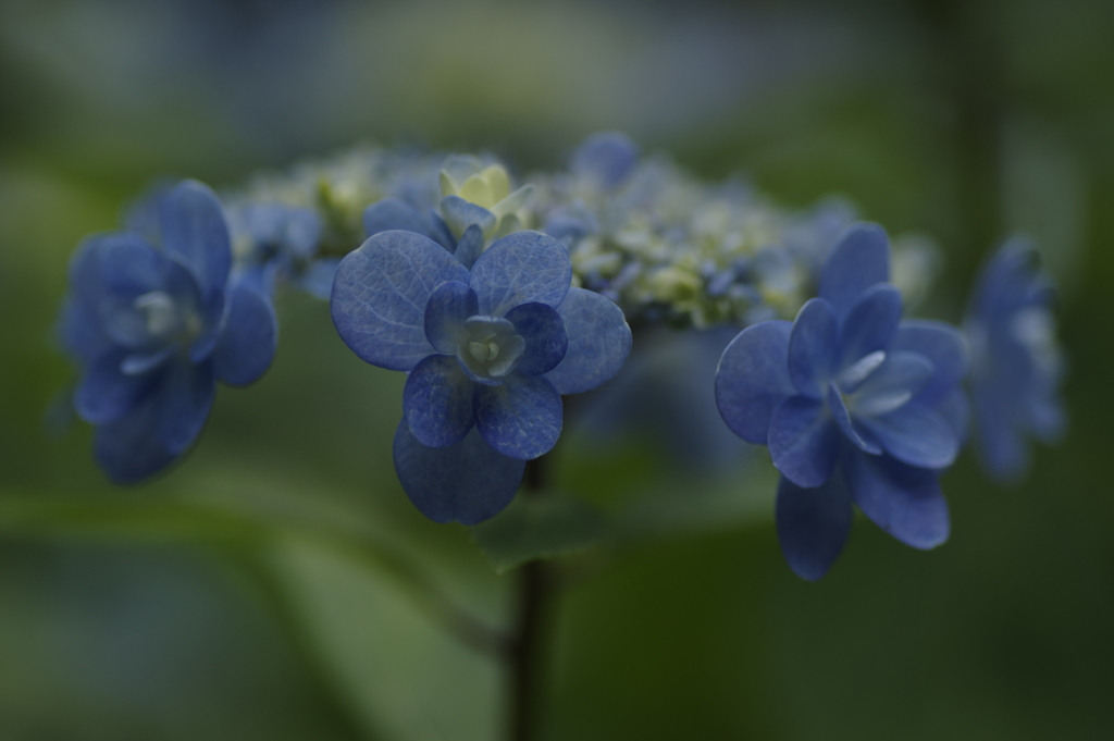 紫陽花の刻