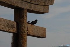 鳥居の上から何を見る