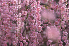 薄紅の滝が静かに流れて