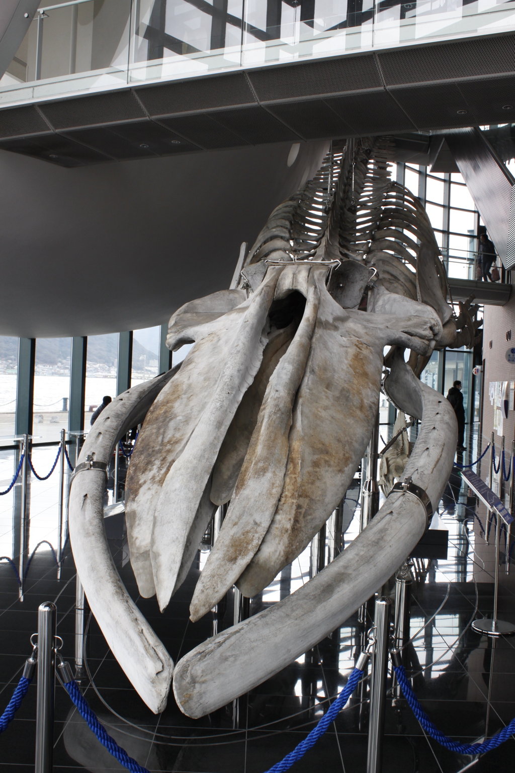 海峡の街から（鯨）