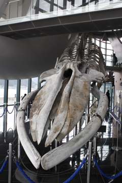 海峡の街から（鯨）