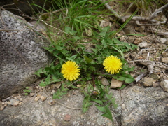 誰かに似てる（春の顔）
