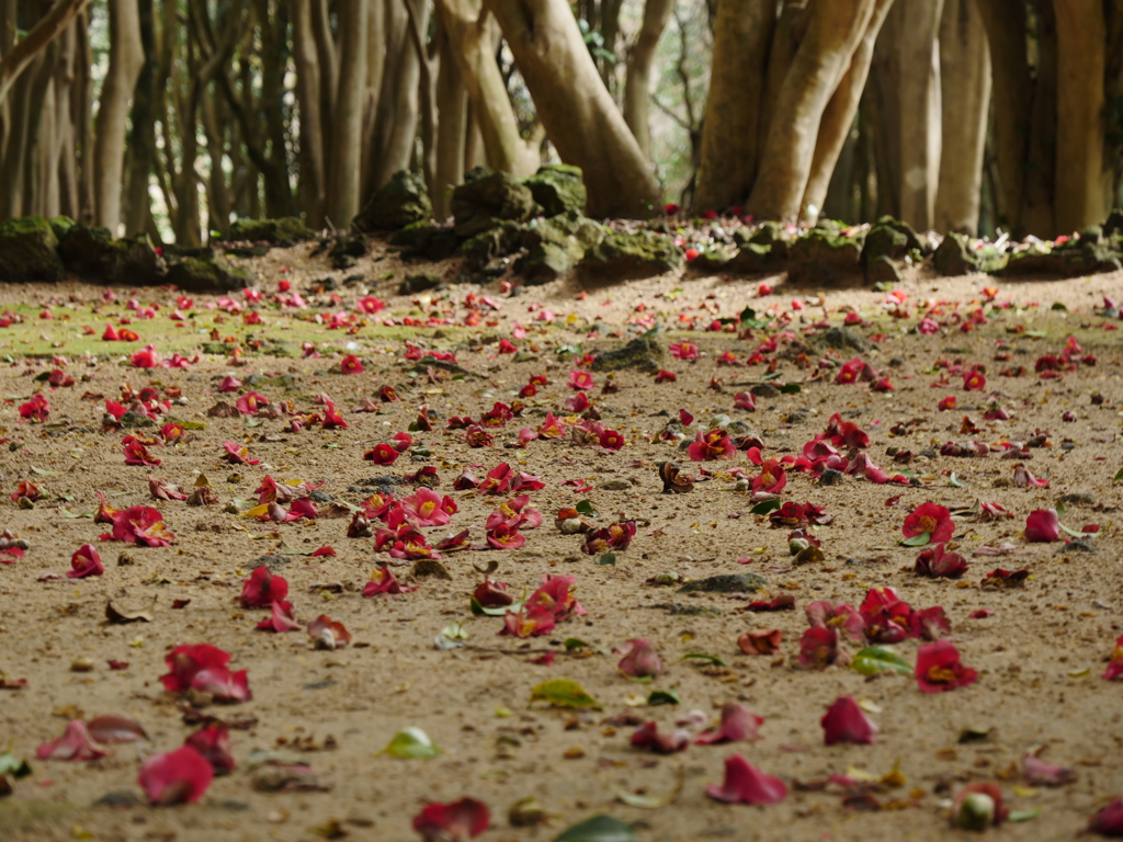 地に咲く華 by たも爺 （ID：13392007） - 写真共有サイト:PHOTOHITO
