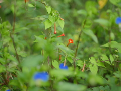 ここにも紅が
