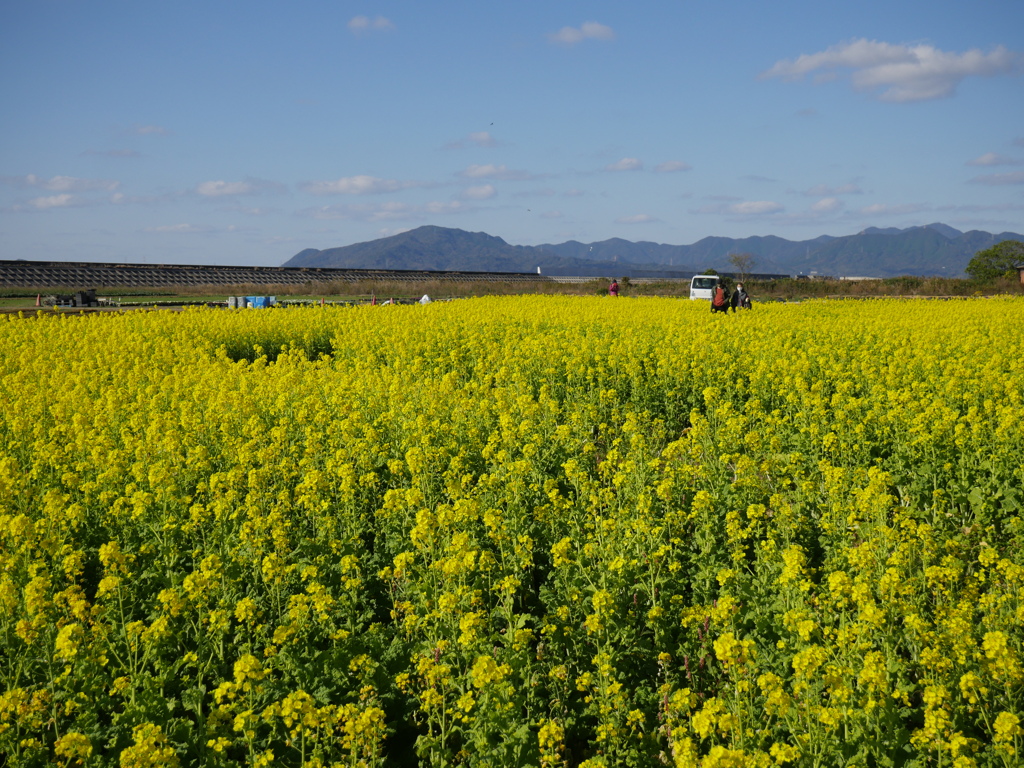 菜花咲く風景