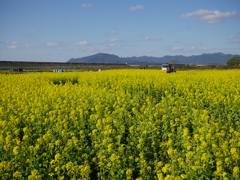 菜花咲く風景