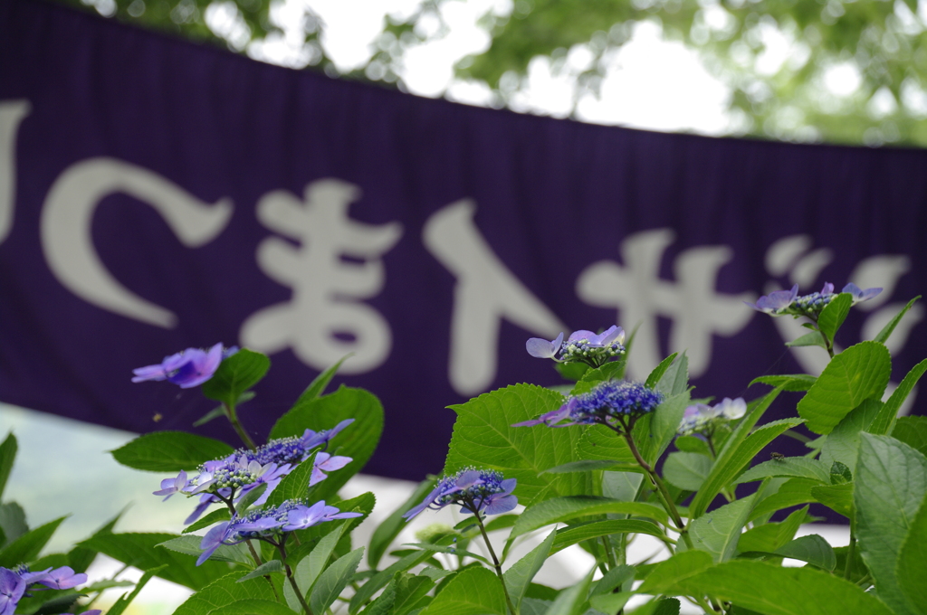 あじさい紀行（続・阿弥陀寺から）