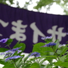 あじさい紀行（続・阿弥陀寺から）