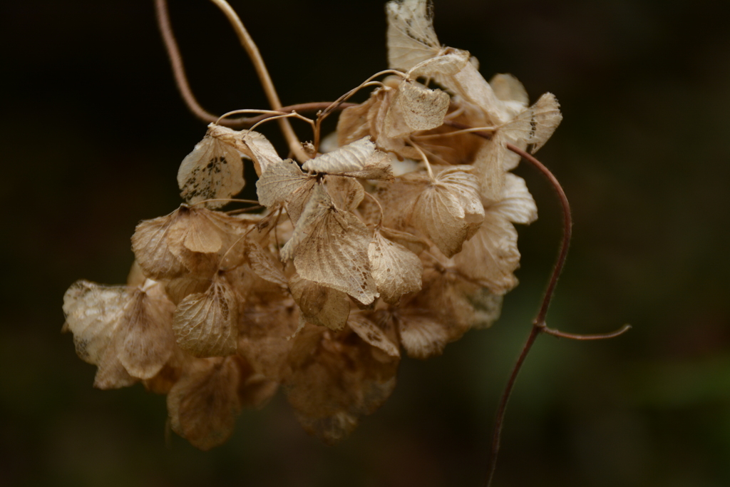 無常（紫陽花）