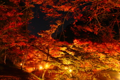 夜紅葉