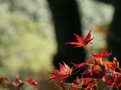 初紅葉