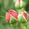 未来（空港に薔薇を撮りに行こう2025）