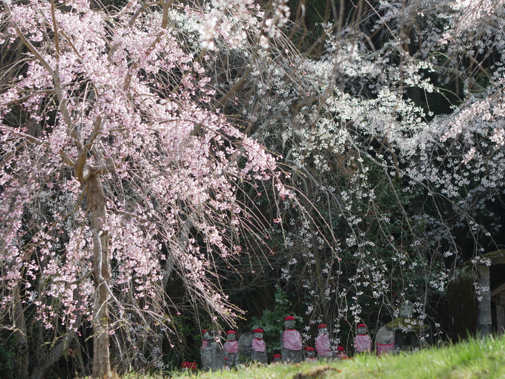 変わらぬ春風景（糸桜）