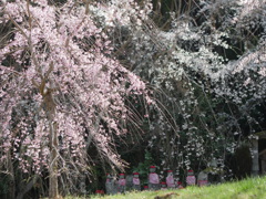 変わらぬ春風景（糸桜）