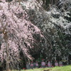 変わらぬ春風景（糸桜）