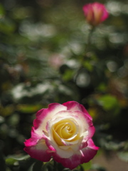咲きました（空港に薔薇を撮りに行こう2025）