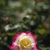 咲きました（空港に薔薇を撮りに行こう2025）