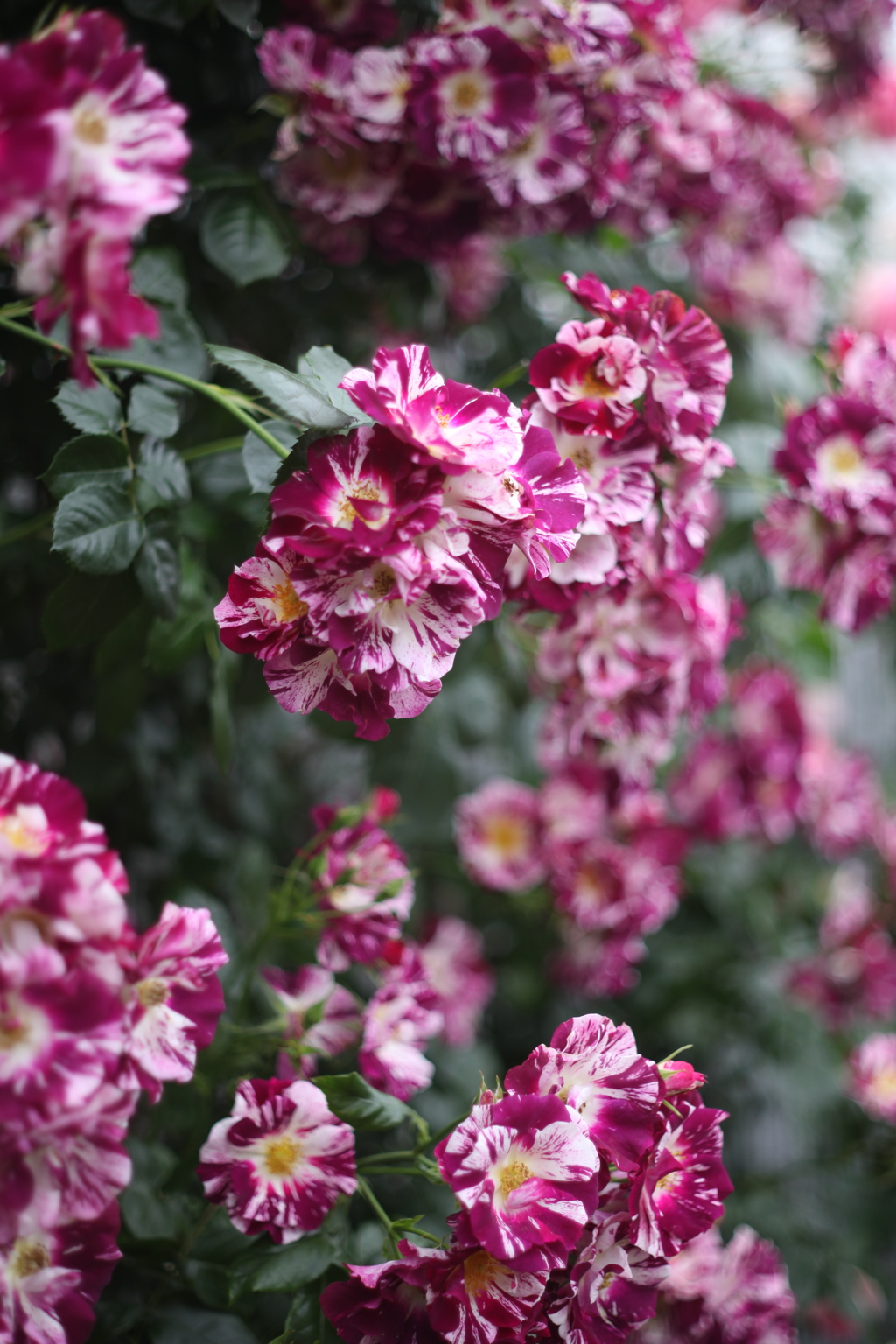 空港に薔薇を撮りに行こう