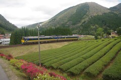 里山の茶畑から