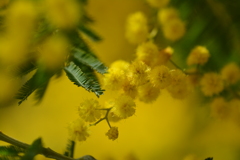 花の色に想いをこめて