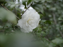 静かな誇りを胸に秘め