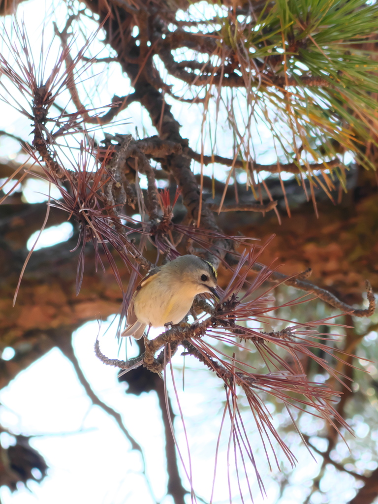 松葉の上の妖精