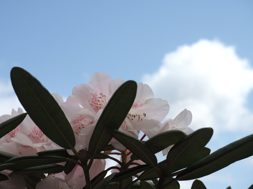 青空に石楠花咲いた