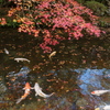 紅葉と遊ぶ