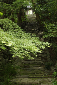 青紅葉の参道