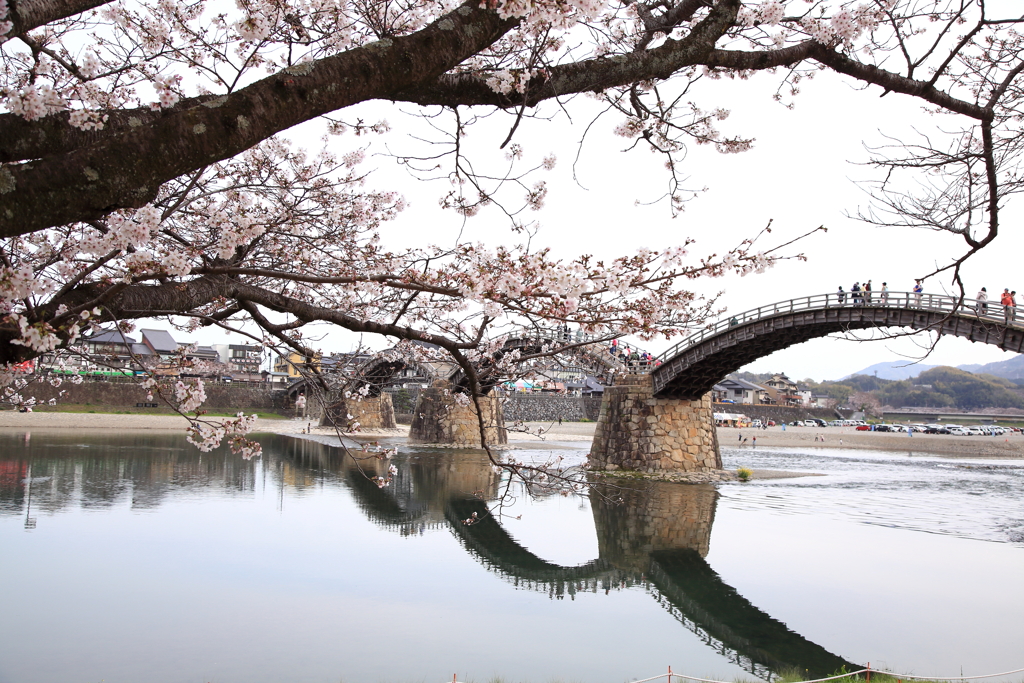 古橋と桜