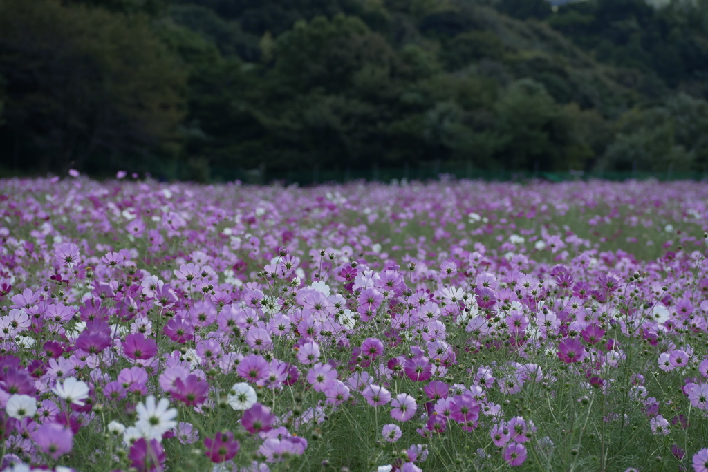 秋桜の背中