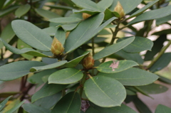 こちらも時を待つ