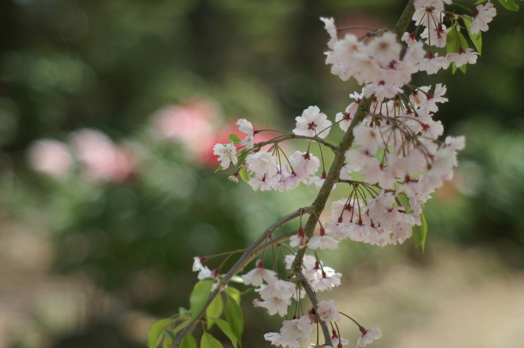 枝垂れ桜は頑張っている