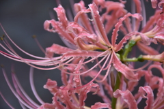 華