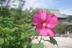 酔芙蓉