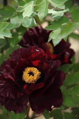 春を奏でる（黒芳という名の牡丹）