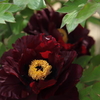 春を奏でる（黒芳という名の牡丹）