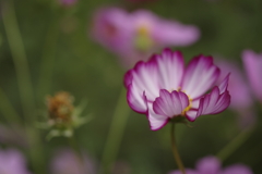 秋桜