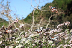 アサギマダラの里で アサギマダラの里で