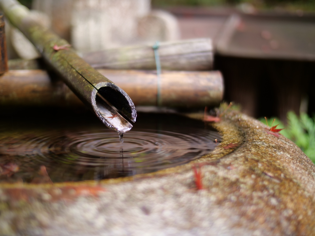 秋の水鉢