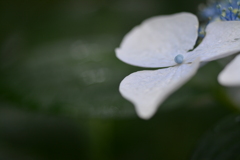 紫陽花