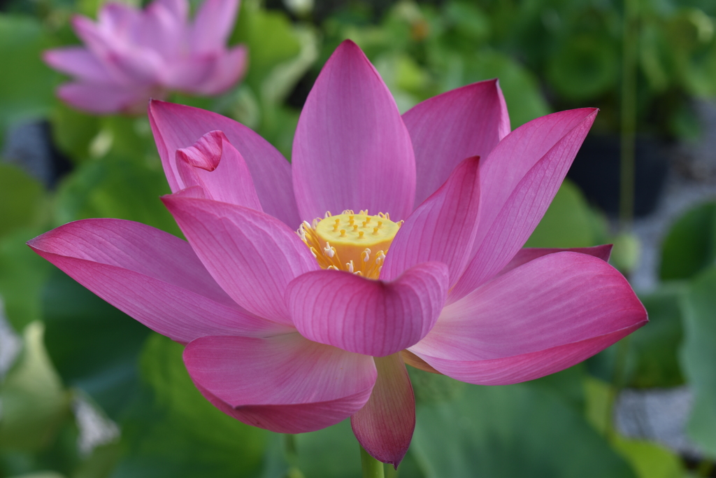 開花