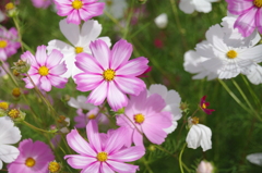 秋桜