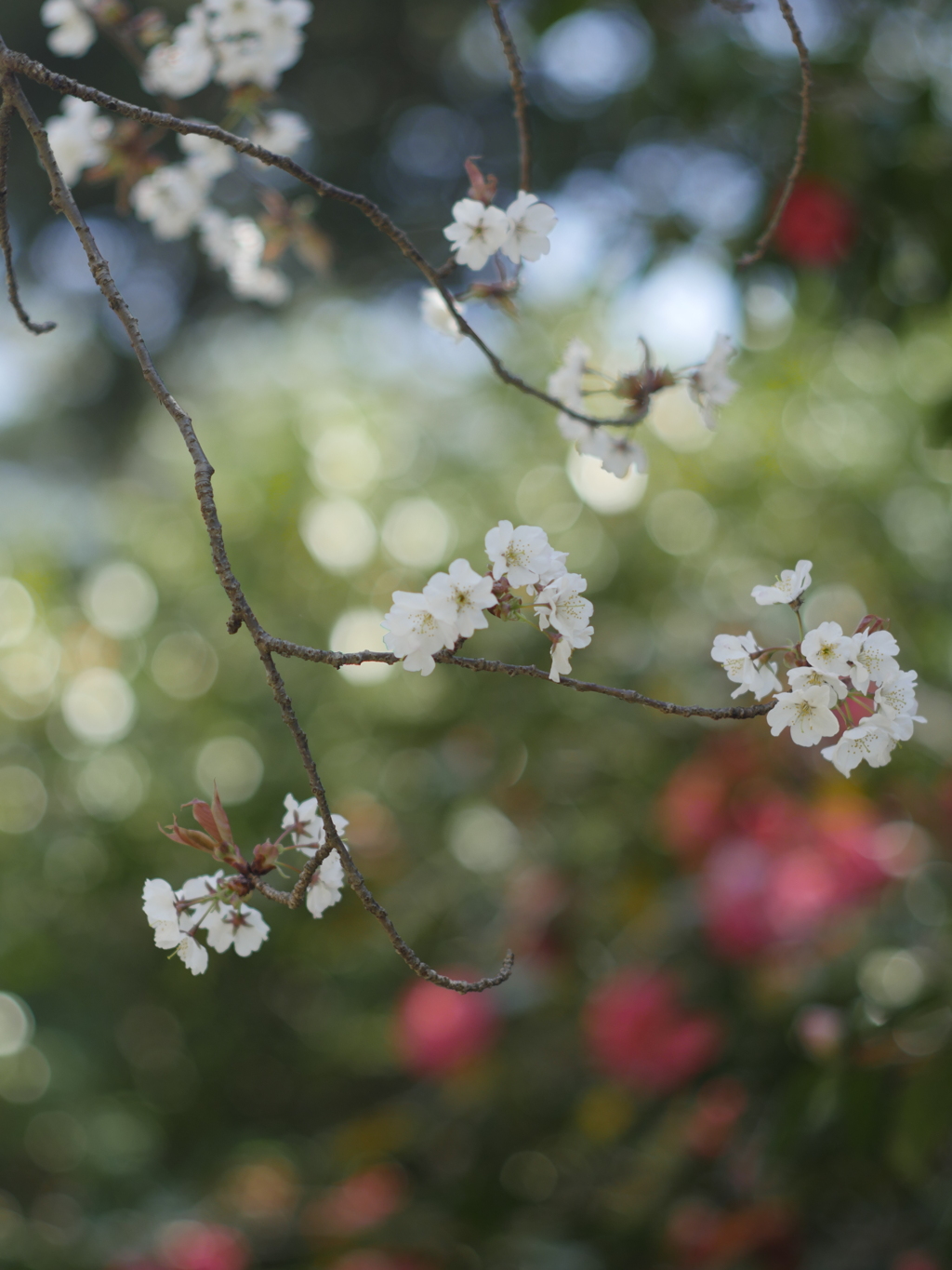 春紀行（枝垂れ桜）