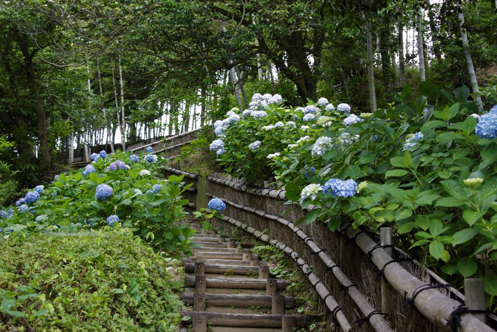 紫陽花坂