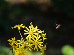 つわぶき咲いて